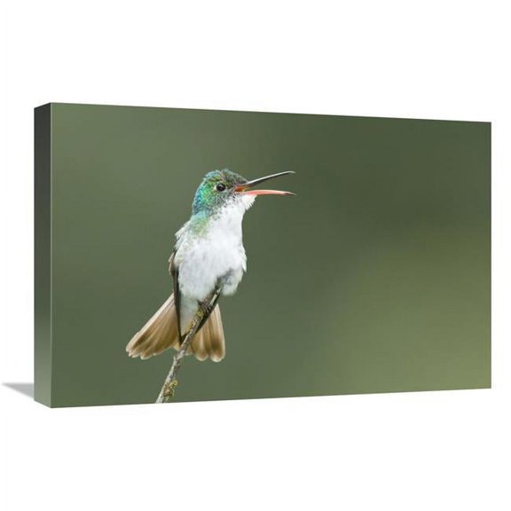 Global Gallery Andean Emerald Hummingbird Calling - Ecuador Art Print - Steve Gettle