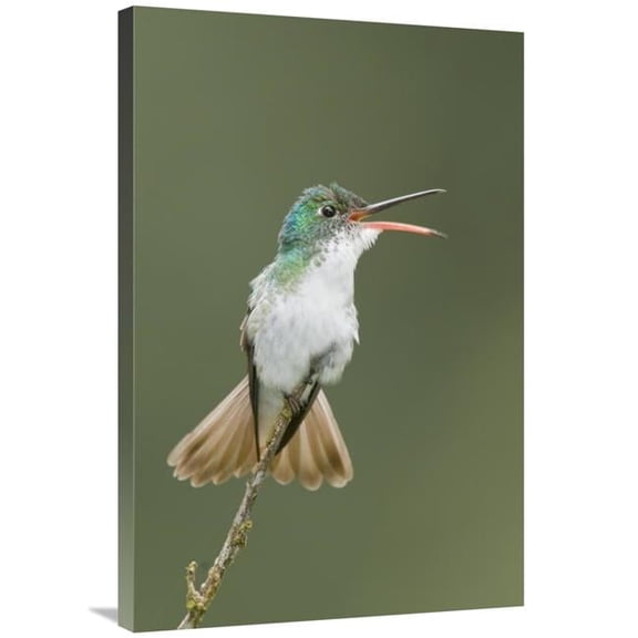 Global Gallery  Andean Emerald Hummingbird Calling - Ecuador Art Print - Steve Gettle