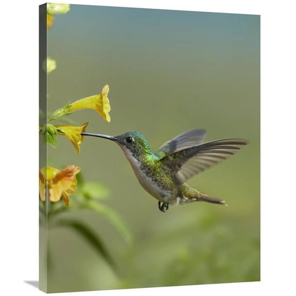 Global Gallery Andean Emerald Hummingbird Feeding on A Yellow Flower - Ecuador Art Print - Tim Fitzharris