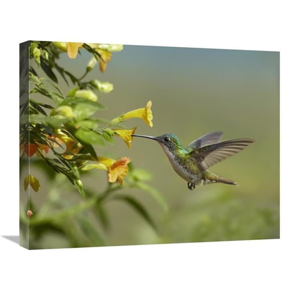 Global Gallery Andean Emerald Hummingbird Feeling on Yellow Flower - Ecuador Art Print - Tim Fitzharris