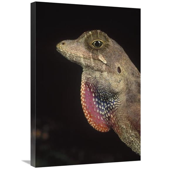 Global Gallery  Anolis Lizard Portrait - Peru Art Print - Mark Moffett