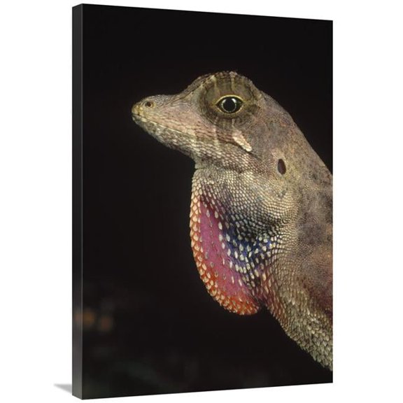 Global Gallery  Anolis Lizard Portrait - Peru Art Print - Mark Moffett