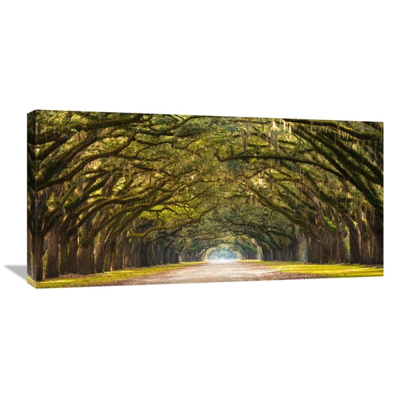 Global Gallery Anonymous,'Path lined with oak trees' Stretched Canvas Artwork