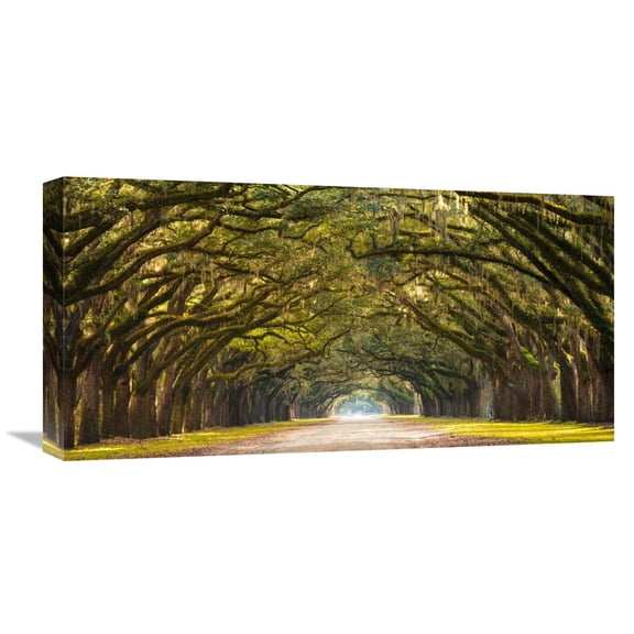 Global Gallery Anonymous,'Path lined with oak trees' Stretched Canvas Artwork