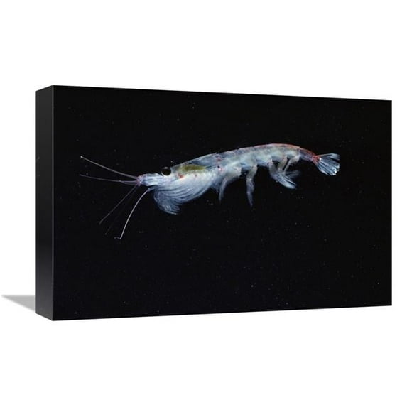 Global Gallery Antarctic Krill - Antarctica Art Print - Flip Nicklin