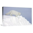 thumbnail image 1 of Global Gallery  Arctic Fox on Snow Drift - Tundra - Arctic Art Print - Matthias Breiter, 1 of 1