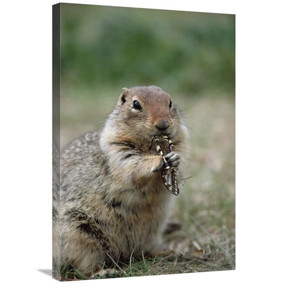 Global Gallery Arctic Ground Squirrel Feeding on Butterfly - Alaska Art Print - Michael Quinton