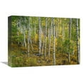 thumbnail image 1 of Global Gallery  Aspen Forest - Colorado Art Print - Tim Fitzharris, 1 of 1