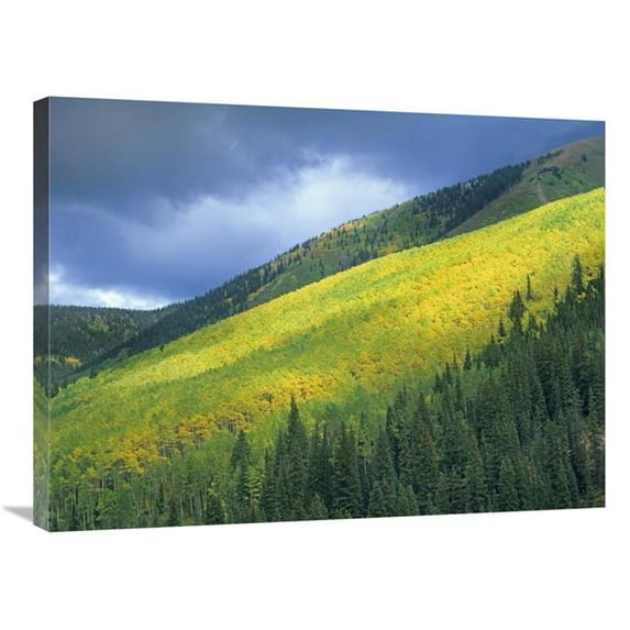 Global Gallery  Aspen Forest - Maroon Bells - Snowmass Wilderness - Colorado Art Print - Tim Fitzharris