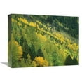 thumbnail image 1 of Global Gallery  Aspen Grove in Fall Colors - Gunnison National Forest - Colorado Art Print - Tim Fitzharris, 1 of 1