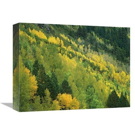 Global Gallery Aspen Grove in Fall Colors - Gunnison National Forest - Colorado Art Print - Tim Fitzharris