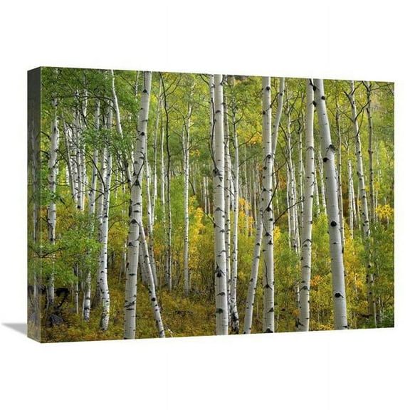 Global Gallery  Aspen Trees in Fall - Colorado Art Print - Tim Fitzharris - 18in. x 24in.