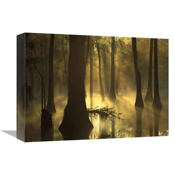 Global Gallery Bald Cypress Grove in Freshwater Swamp at Dawn - Lake Fausse Pointe - Louisiana Art Print - Tim Fitzharris