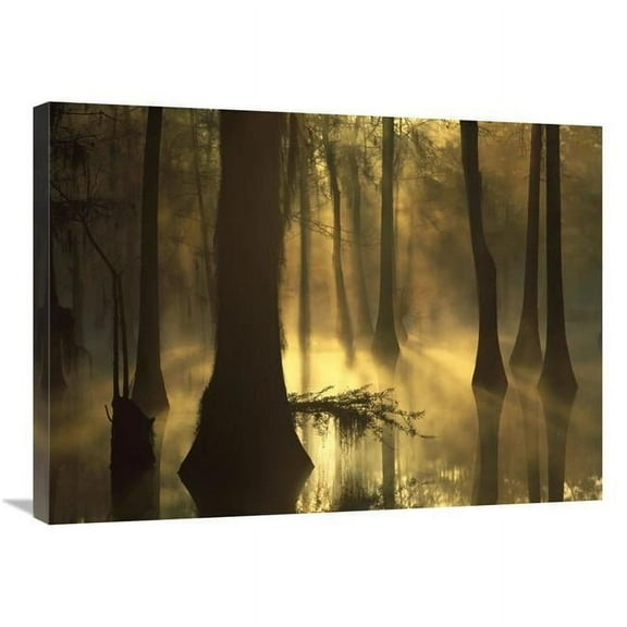 Global Gallery Bald Cypress Grove in Freshwater Swamp at Dawn - Lake Fausse Pointe - Louisiana Art Print - Tim Fitzharris