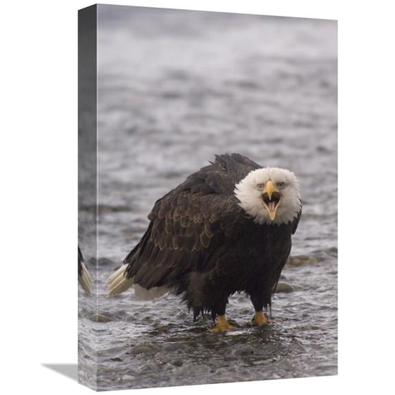 Global Gallery Bald Eagle Calling - Alaska Art Print - Michael Quinton