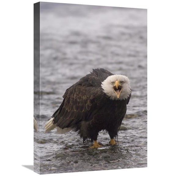 Global Gallery Bald Eagle Calling - Alaska Art Print - Michael Quinton