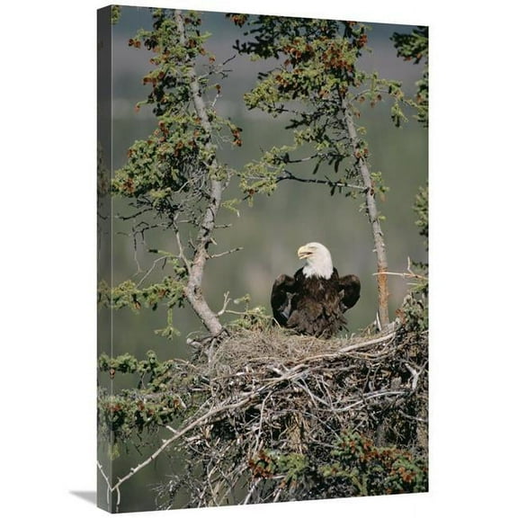 Global Gallery Bald Eagle Calling on Nest - Alaska Art Print - Michael Quinton