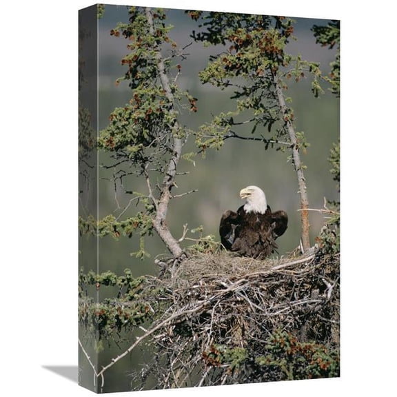 Global Gallery Bald Eagle Calling on Nest - Alaska Art Print - Michael Quinton