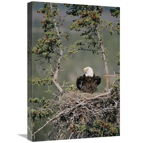 Global Gallery Bald Eagle Calling on Nest - Alaska Art Print