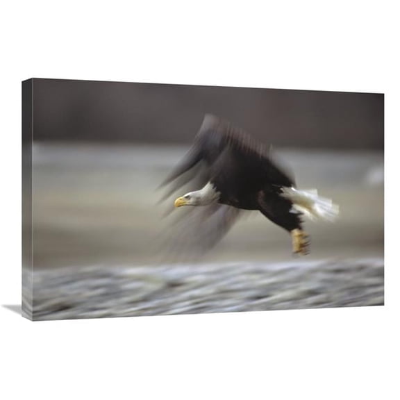 Global Gallery Bald Eagle Flying - Alaska Art Print - Gerry Ellis