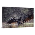 thumbnail image 1 of Global Gallery  Bald Eagle Juvenile Bathing in River - British Columbia - Canada Art Print - Tim Fitzharris, 1 of 1