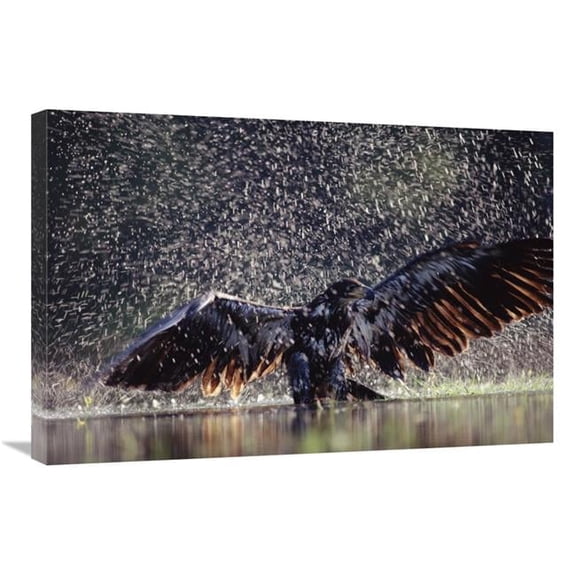 Global Gallery Bald Eagle Juvenile Bathing in River - British Columbia - Canada Art Print - Tim Fitzharris