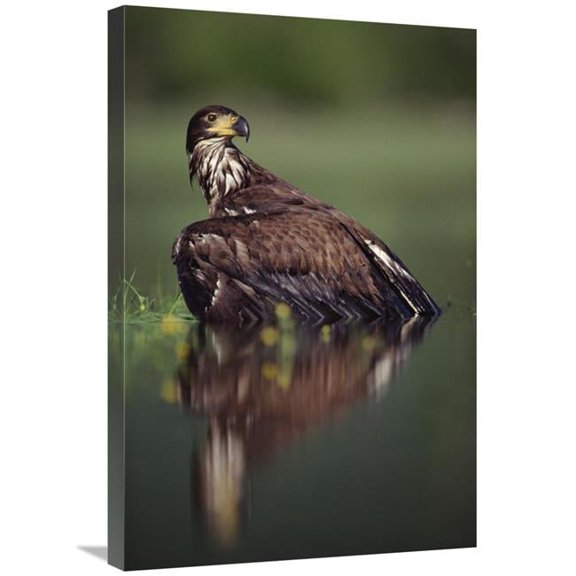 Global Gallery Bald Eagle Juvenile with Its Reflection - British Columbia - Canada Art Print - Tim Fitzharris