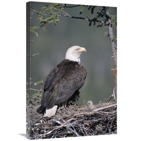 Global Gallery  Bald Eagle Parent on Nest with Chick - Alaska Art Print - Michael Quinton