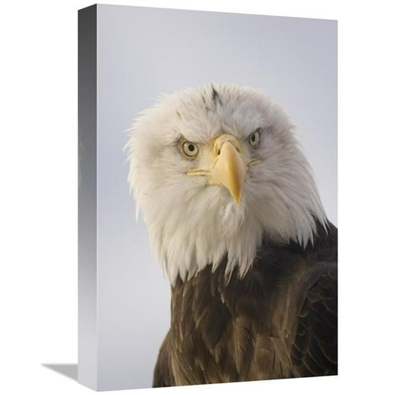 Global Gallery Bald Eagle Portrait - Alaska Art Print - Michael Quinton