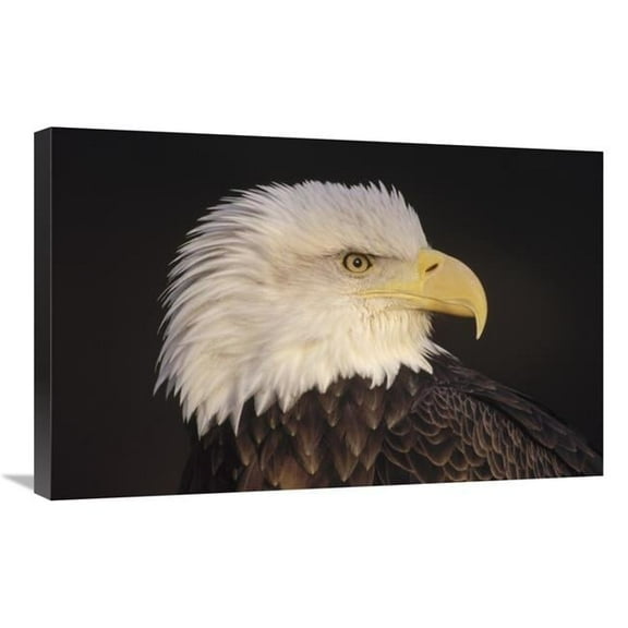 Global Gallery Bald Eagle Portrait - North America Art Print - Gerry Ellis