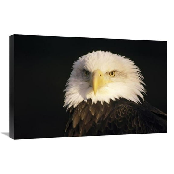 Global Gallery Bald Eagle Portrait - North America Art Print - Gerry Ellis