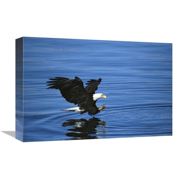 Global Gallery Bald Eagle Striking At Fish - Kenai Peninsula - Alaska Art Print - Tom Vezo