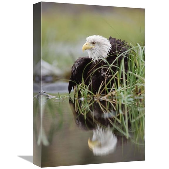 Global Gallery Bald Eagle with Reflection at the Edge of A Lake - North America Art Print - Tim Fitzharris