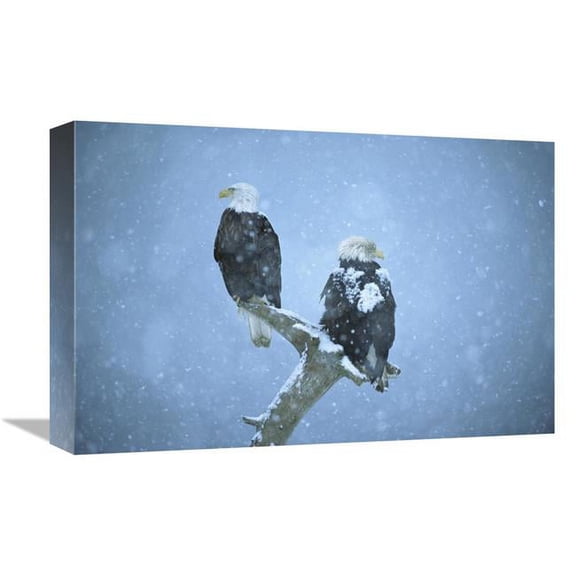 Global Gallery Bald Eagles Perched on Snag in Snow - Kenai Peninsula - Alaska Art Print - Tom Vezo