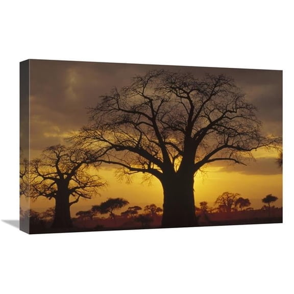 Global Gallery Baobab Tree Silhouetted At Sunset - Tanzania Art Print - Gerry Ellis