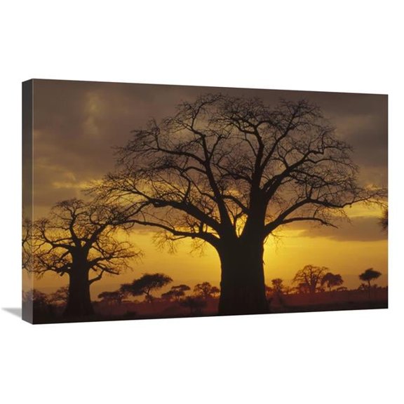 Global Gallery Baobab Tree Silhouetted At Sunset - Tanzania Art Print