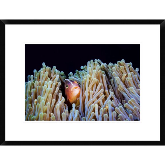 Global Gallery Barathieu Gabriel 'Clownfish' Framed Wall Art