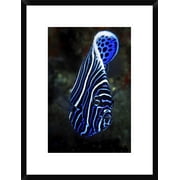 Global Gallery Barathieu Gabriel Emperor Angelfish Framed Wall Art