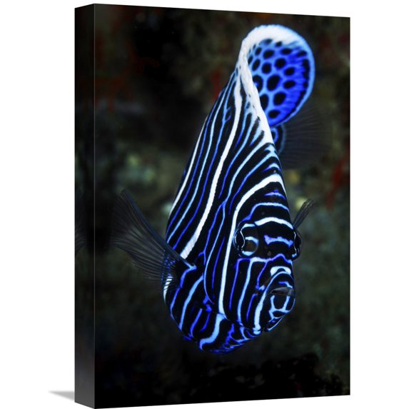 Global Gallery Barathieu Gabriel,'Emperor Angelfish' Stretched Canvas Artwork