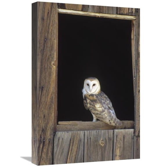 Global Gallery Barn Owl Perching on Barn Window - North America Art Print - Konrad Wothe