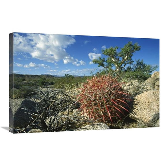 Global Gallery  Barrel Cactus Growing Amid Rocks - Puerto Remedios - Baja California - Mexico Art Print - Tui De Roy