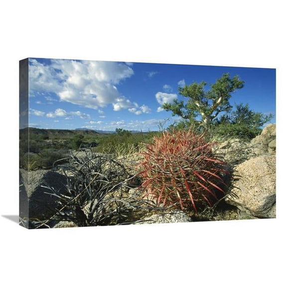Global Gallery  Barrel Cactus Growing Amid Rocks - Puerto Remedios - Baja California - Mexico Art Print - Tui De Roy