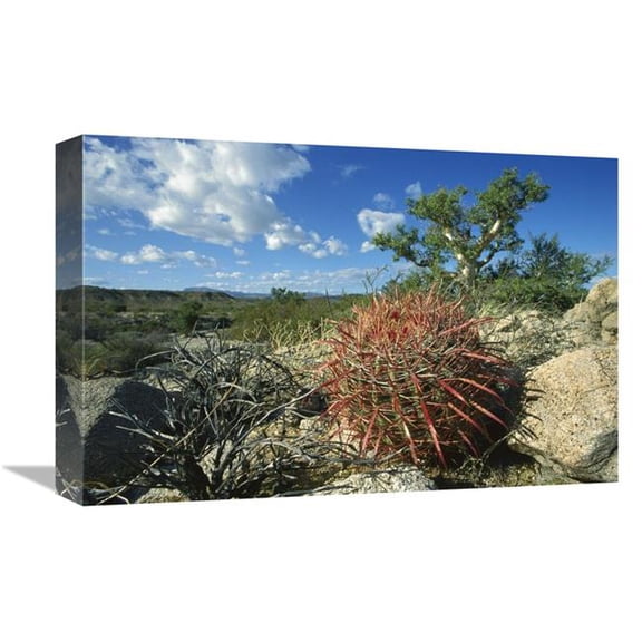 Global Gallery  Barrel Cactus Growing Amid Rocks - Puerto Remedios - Baja California - Mexico Art Print - Tui De Roy