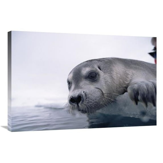 Global Gallery Bearded Seal Pup on Ice Edge - Arctic Art Print - Flip Nicklin
