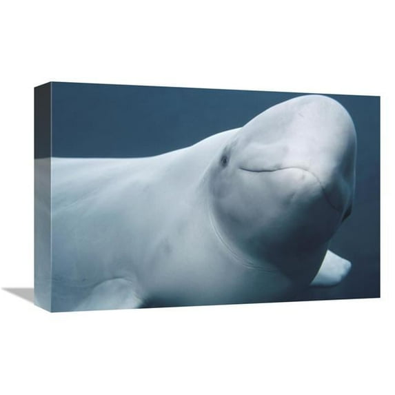 Global Gallery Beluga - Vancouver Aquarium - Canada Art Print - Flip Nicklin