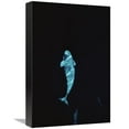thumbnail image 1 of Global Gallery  Beluga Whale Portrait At 200 ft. Depth - Lancaster Sound - Nunavut - Canada Art Print - Flip Nicklin, 1 of 1
