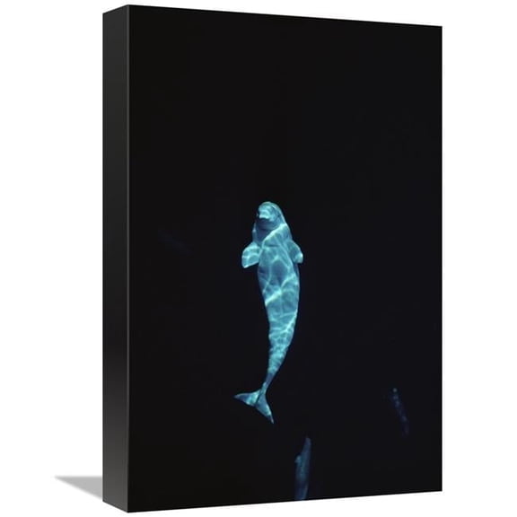 Global Gallery Beluga Whale Portrait At 200 ft. Depth - Lancaster Sound - Nunavut - Canada Art Print - Flip Nicklin