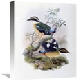 thumbnail image 1 of Global Gallery  Bengal Pitta Art Print - John Gould 16 in., 1 of 1