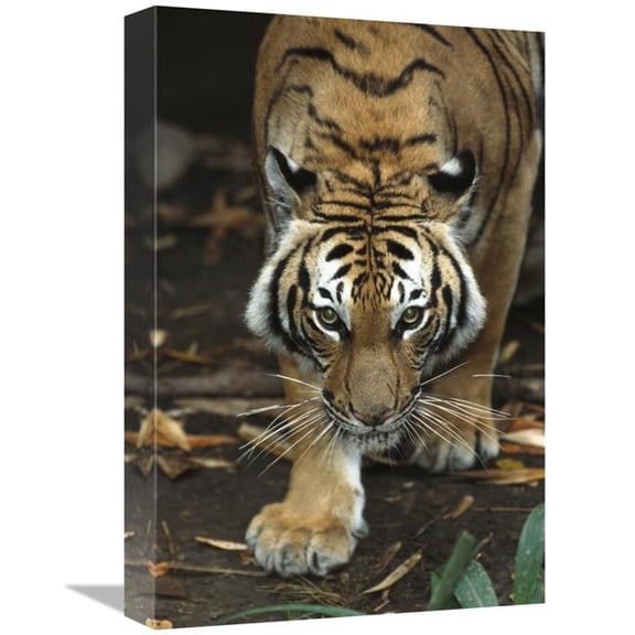 Global Gallery  Bengal Tiger Approaching - Native to India Art Print - San Diego Zoo