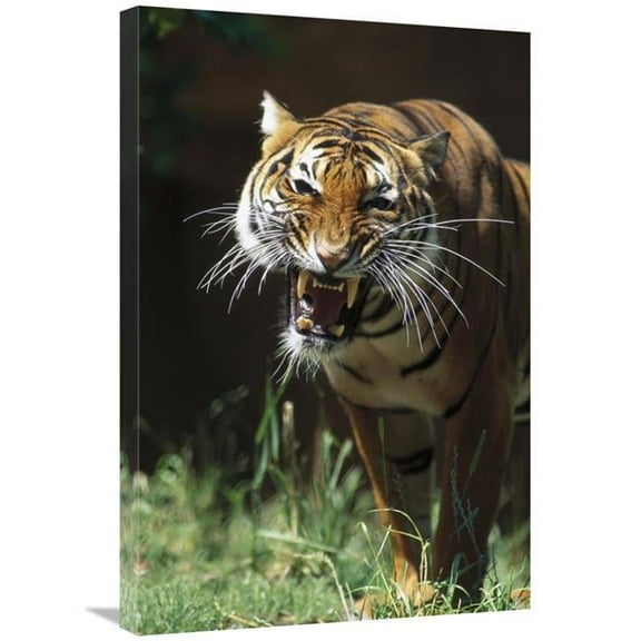 Global Gallery  Bengal Tiger Snarling - Native to India Art Print